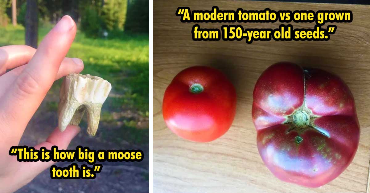 moose tooth, ancient tomato