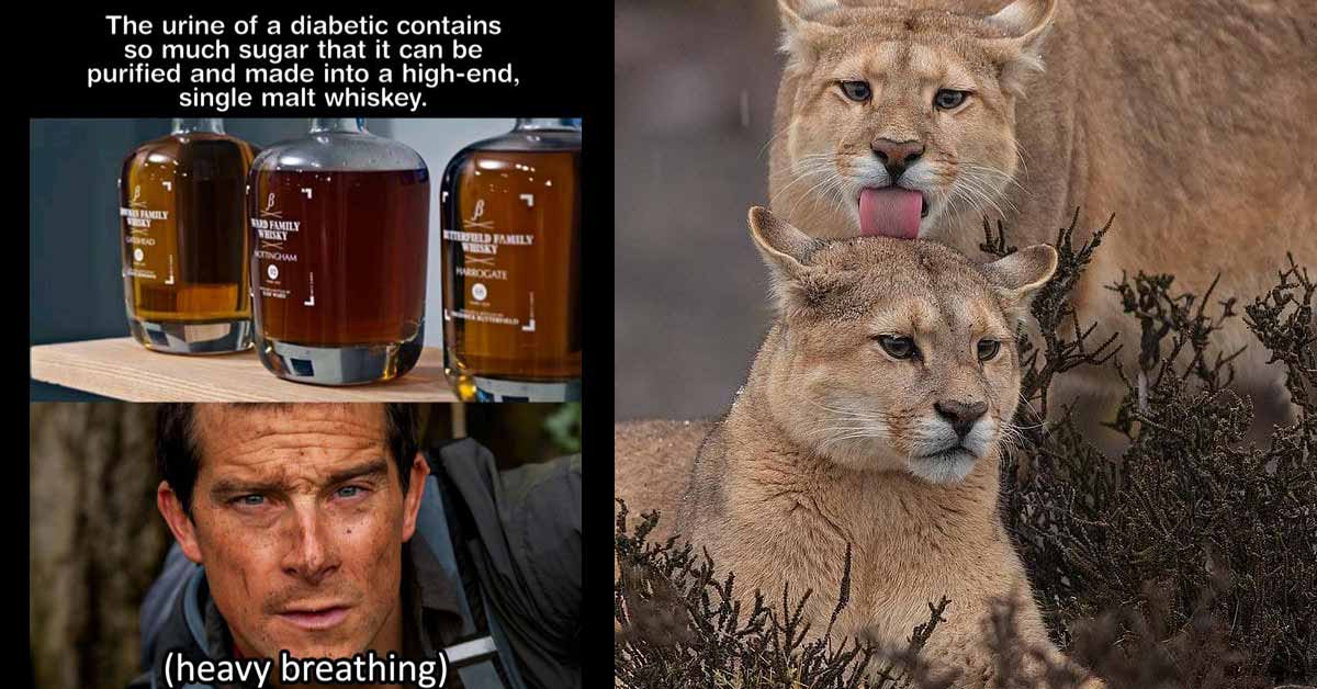 bear grylls meme and cougar licking anothers head