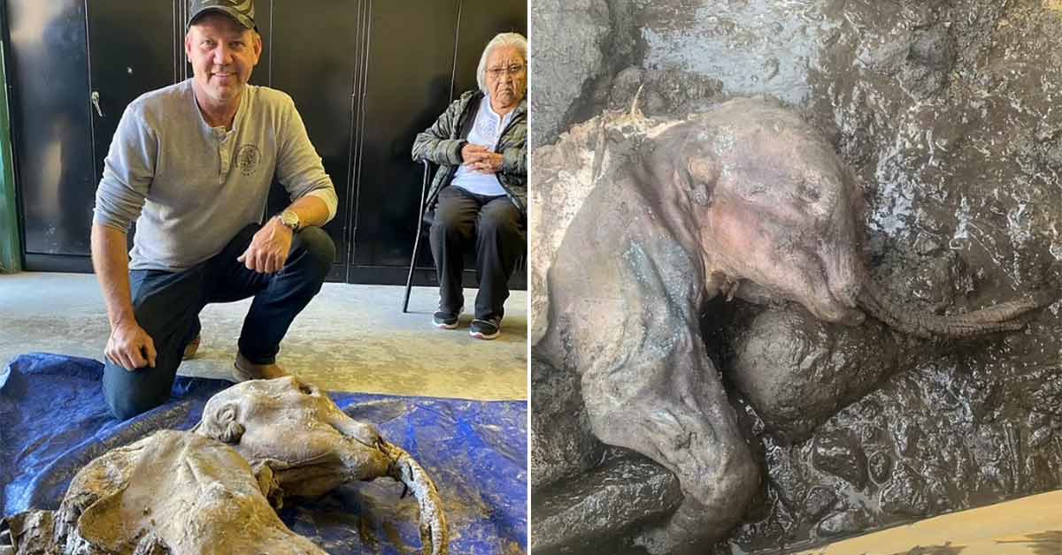 fully intact wooly mammoth found in Canada