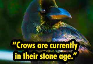 crow fact, deaf schizophrenic fact