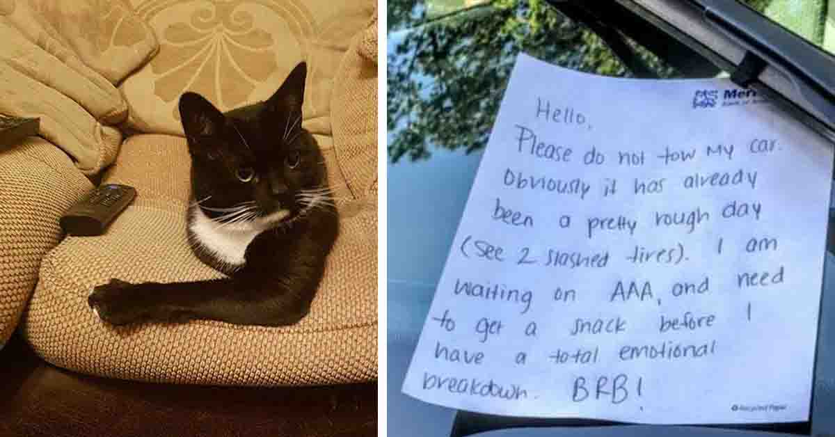 funny cat photo, funny note