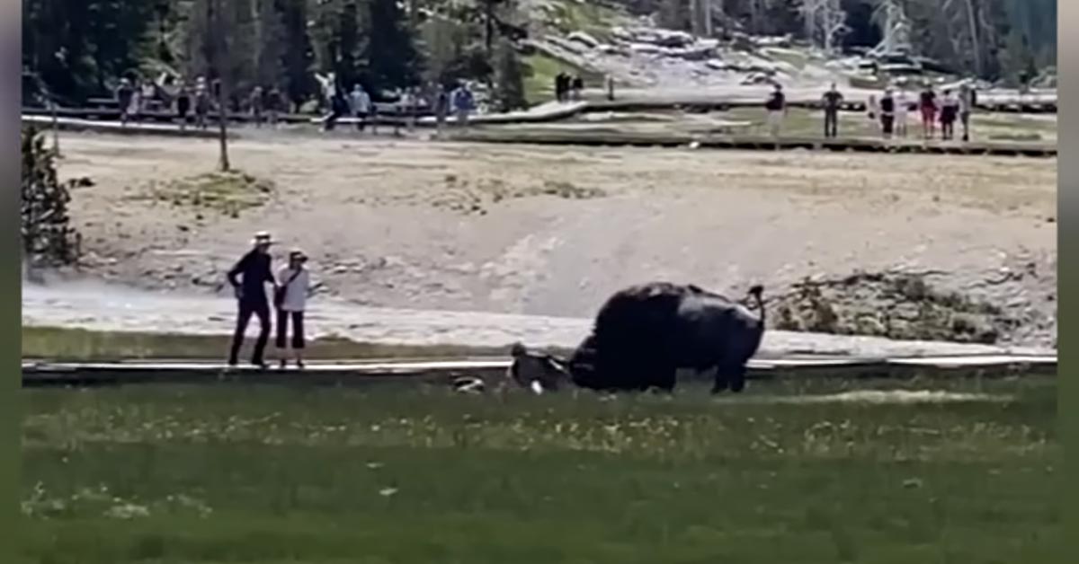 a bison attacking visitors at yellow jack