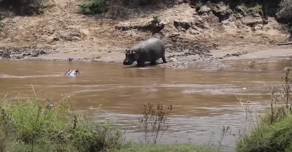 a hippo by the river