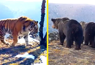 russian trail cam captures bears and tigers