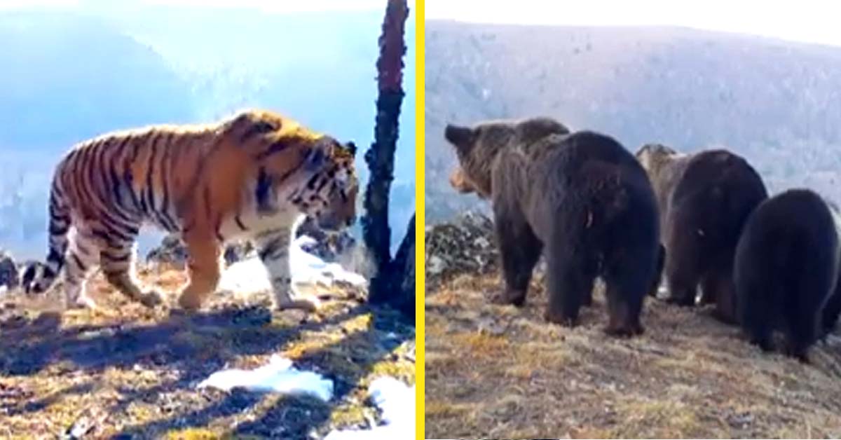 russian trail cam captures bears and tigers