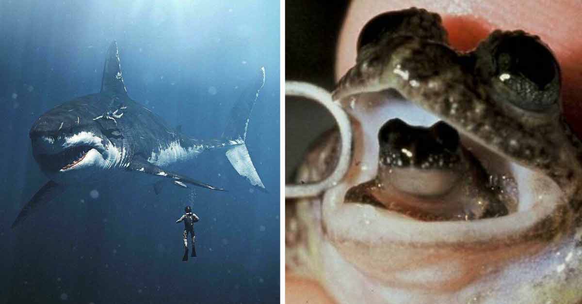 a huge megalodon shark and a photo of a frog inside another frog