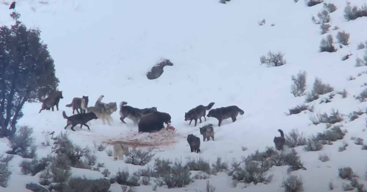 a bear fighting off wolves