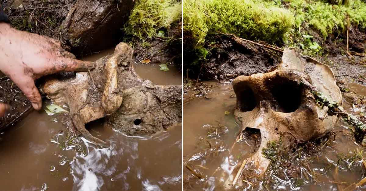 bigfoot skull found in British Columbia