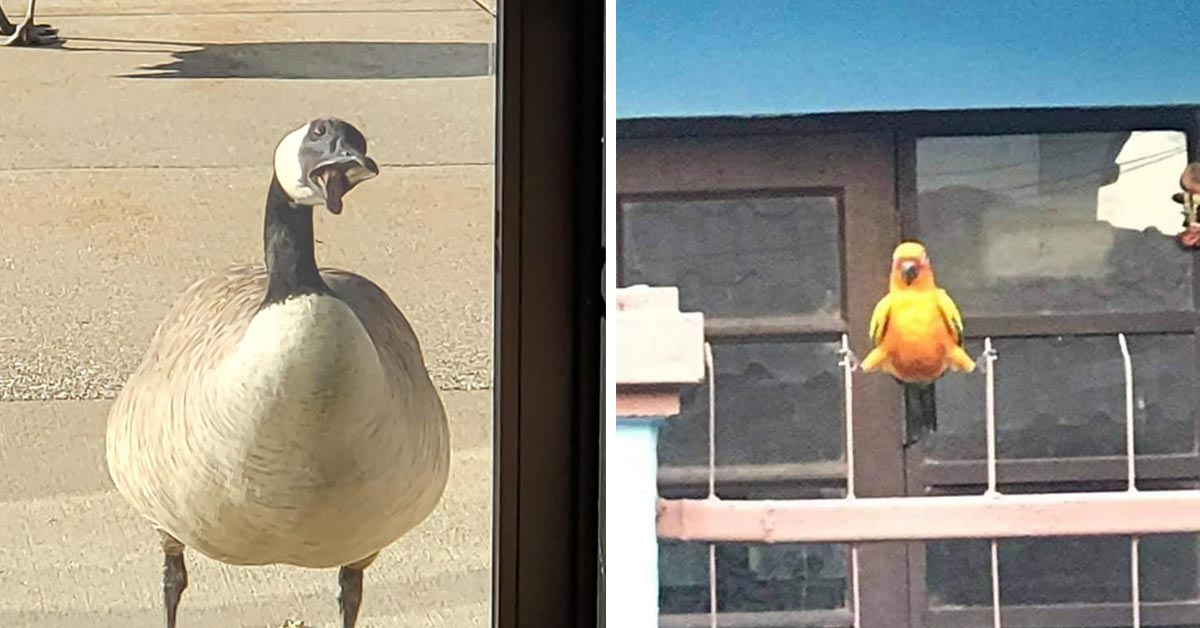 crappy wildlife pics - bird spreading its legs - goose eating a window