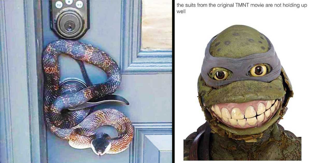 Creepy pics - snake on door, ninja turtles costume