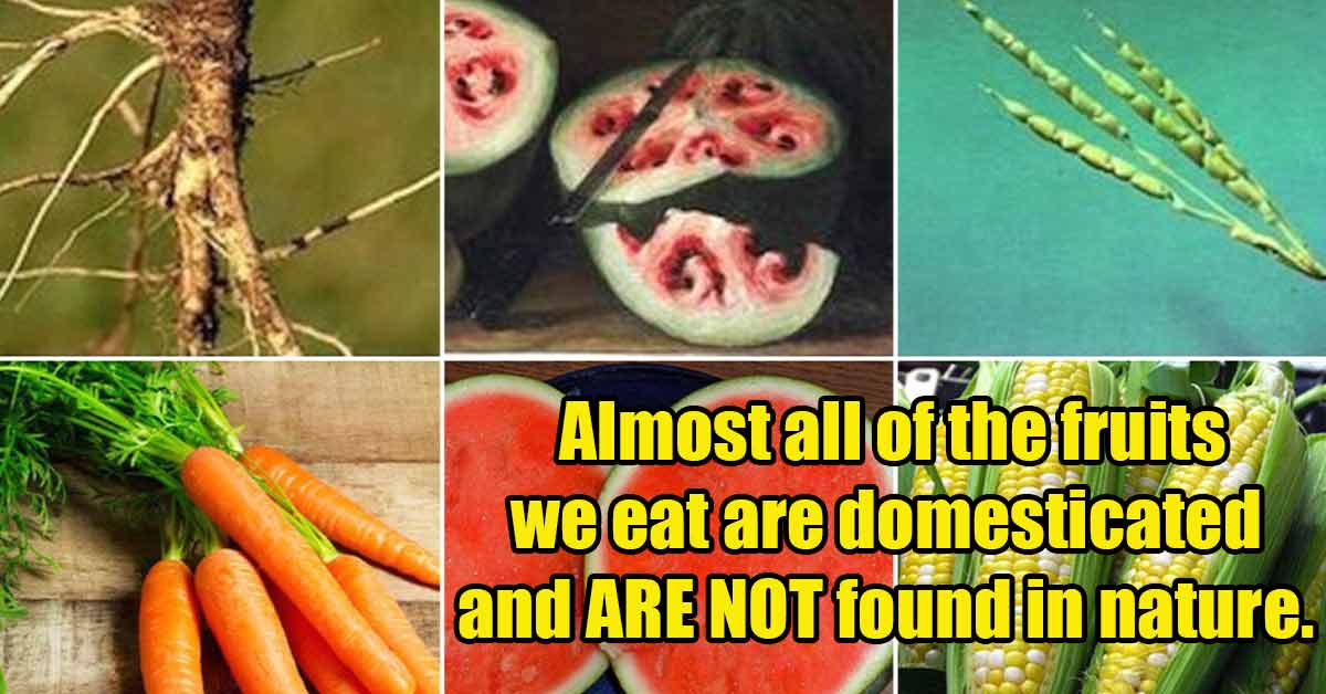 almost all the fruit we eat are domesticated and not found in the wild
