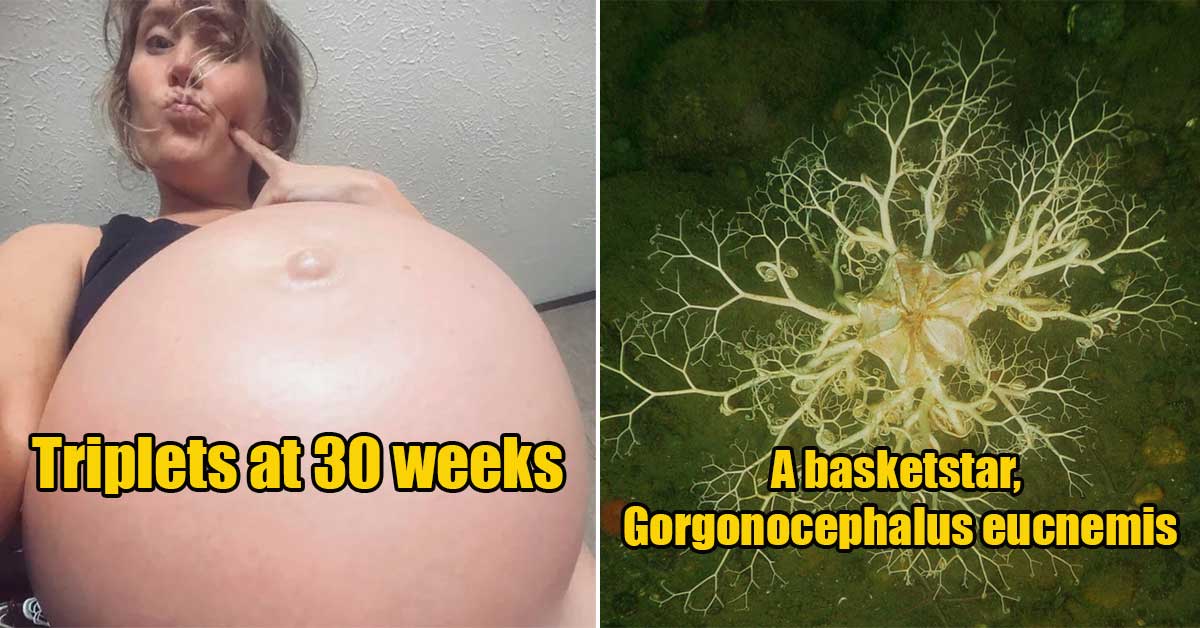 A basketstar, Gorgonocephalus eucnemis -  triplets at 30 weeks