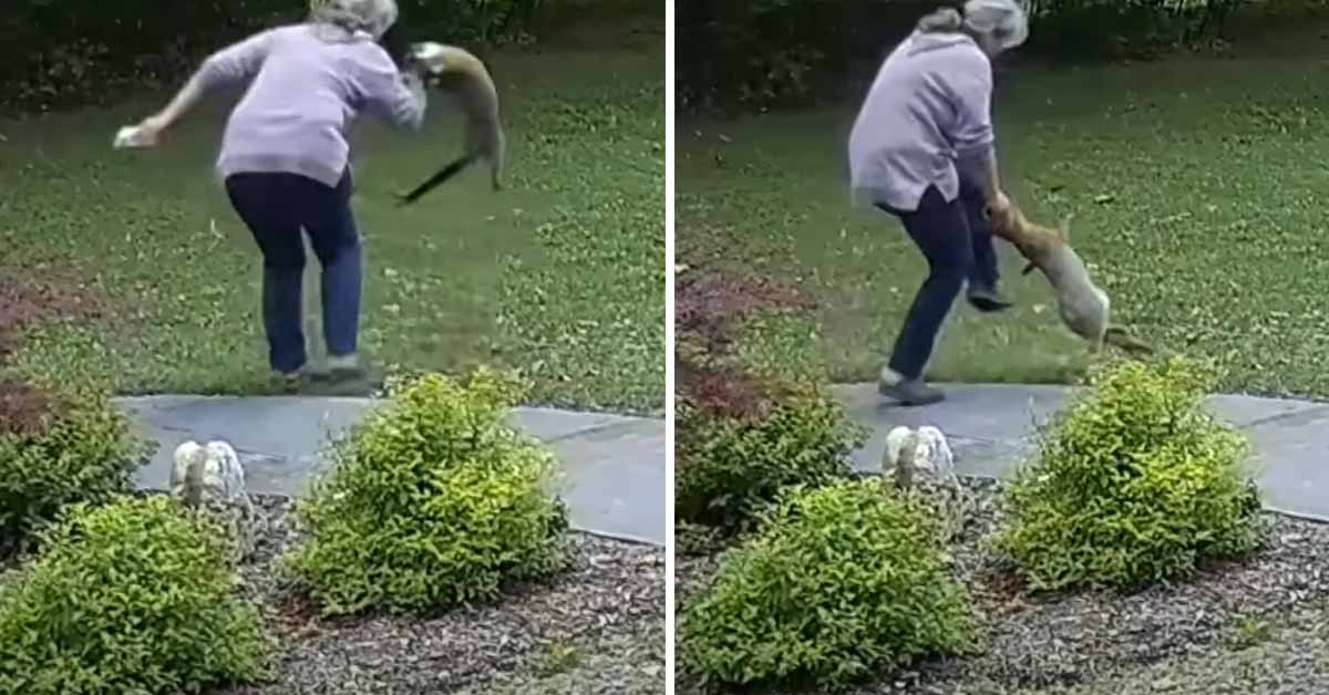 a fox with rabies attacking an elderly woman