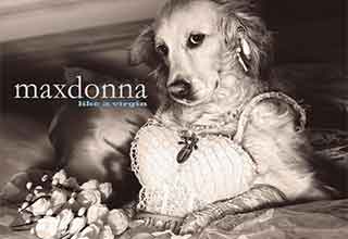 This dog has taken on the difficult project of recreating iconic <strong><a href="https://www.ebaumsworld.com/articles/madonna-shares-bizarre-tiktok-that-has-fans-concerned/87138181/">Madonna</a></strong> photos into furry form, and absolutely knocked it out of the park. This retriever named Max is the dog of French photographer Vincent Flouret, and they've been working on the project on and off for a long time, going as far back as 2018, but I think it is safe to say that after all these years it has certainly been a resounding success. <br><br>

Even before the Madonna photoshoot began, Max had plenty of experience with Flouret as a furry photoshoot forger, taking on the famous forms of Yves Saint Laurent, Kate Moss, and many more as shot by legendary photographers throughout history. On top of being a top tier model, Max also enjoys classic Dog favorites like treats, chew toys, and soft beds to sleep on. We hope Max continues to live his best life and pose for photos for a long time to come. 