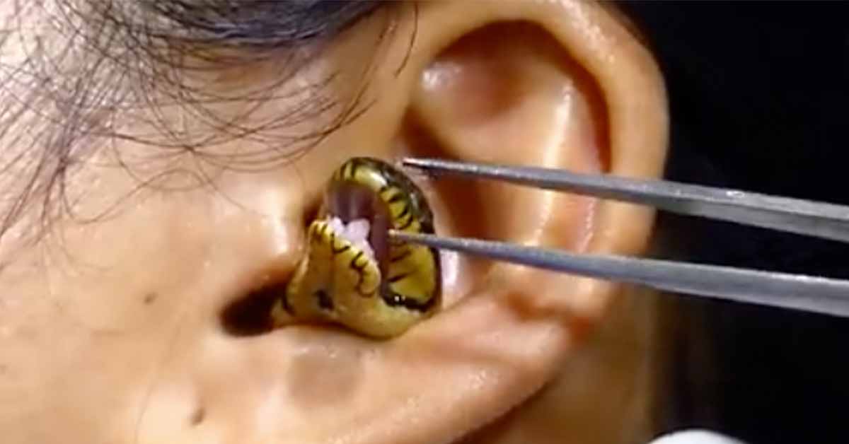 woman with a snake in her ear goes viral
