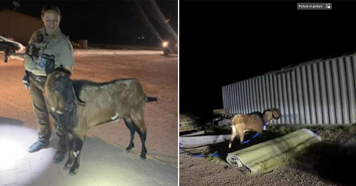 billy the goat gets arrested after a short crime spree