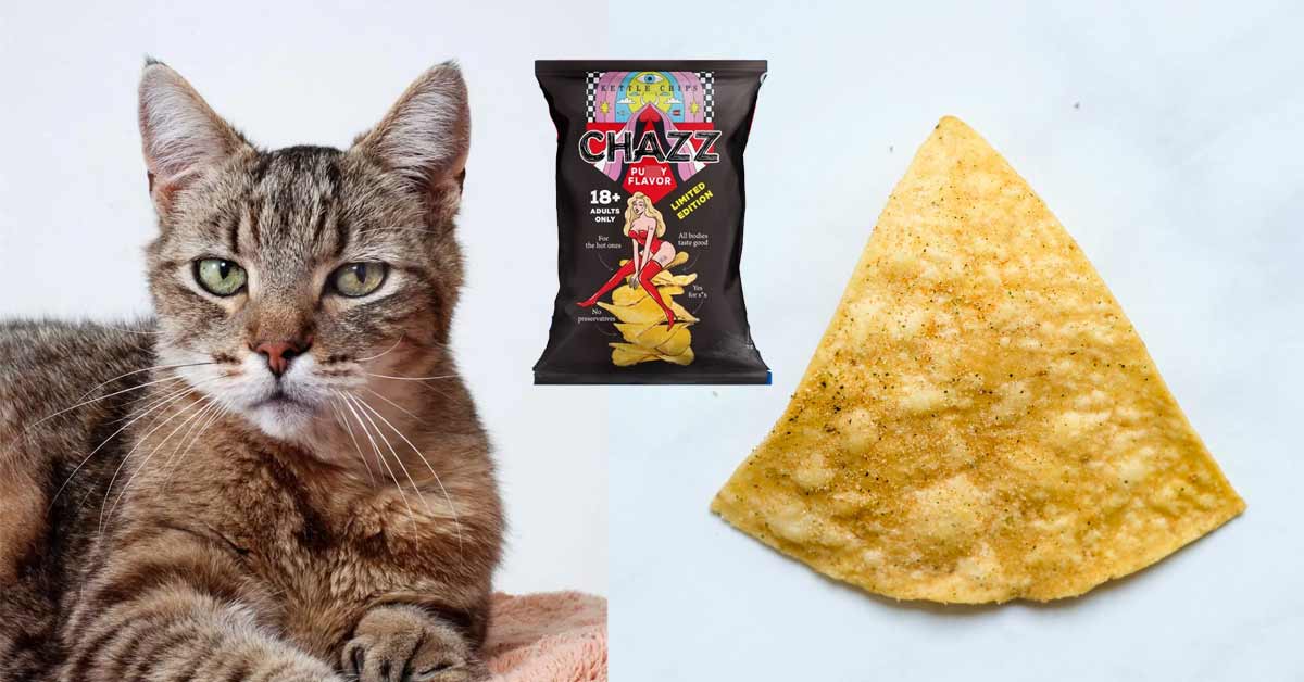 a cat and a chip