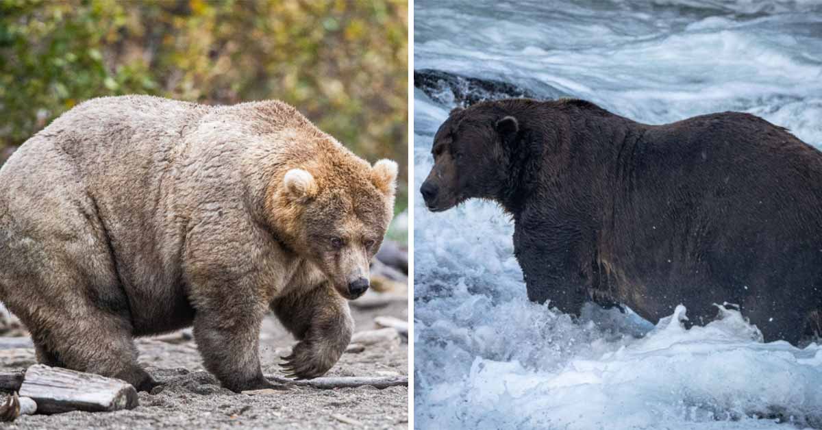 Fat Bear week is a competition of nature's fat bears