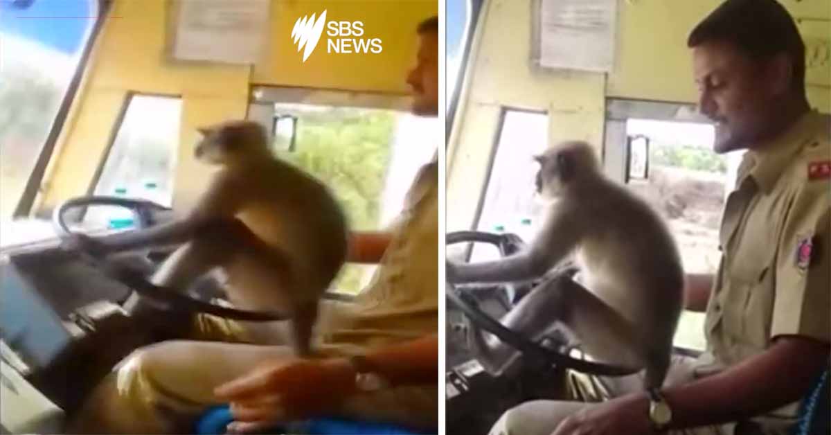 monkey steers a bus full of passengers