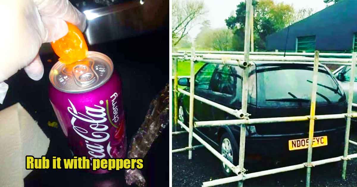 petty revenge - car scaffolding, pepper on coke can