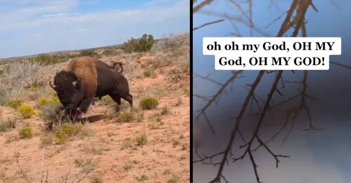 bison charges at texas woman