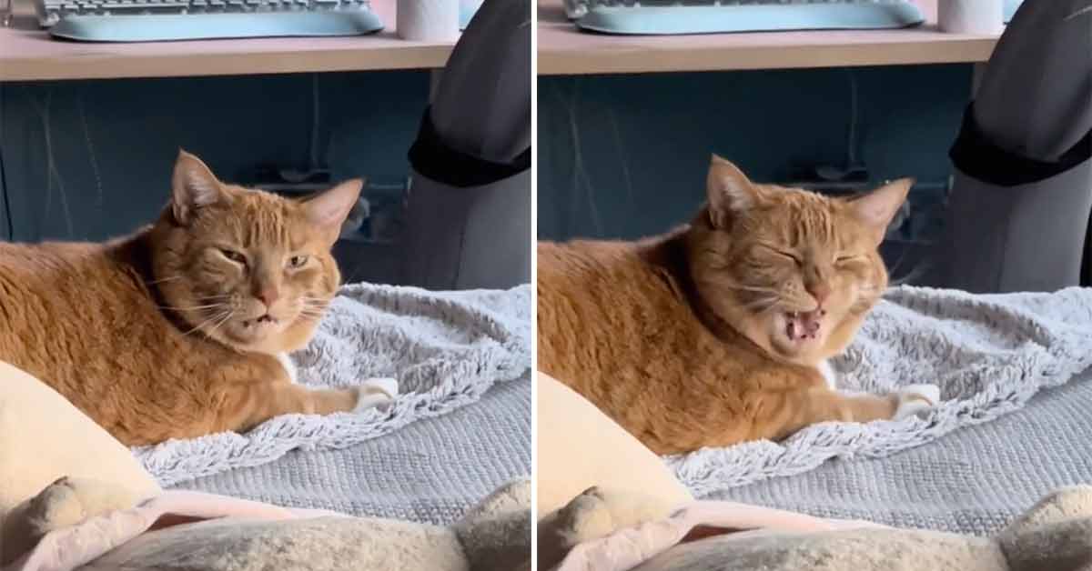 cat has funny reaction to its owner sneezing