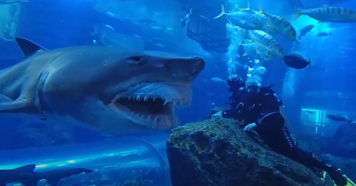 a huge shark swimming near a divers