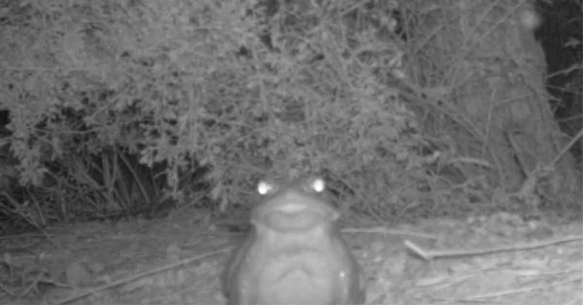 Psychedelic Toad looking into the camera