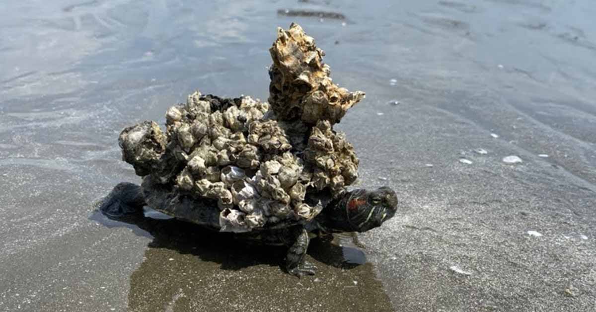 a baby sea turtle covered in barnacles