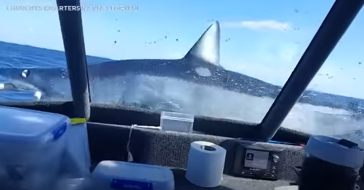 shark jumps onto a boat