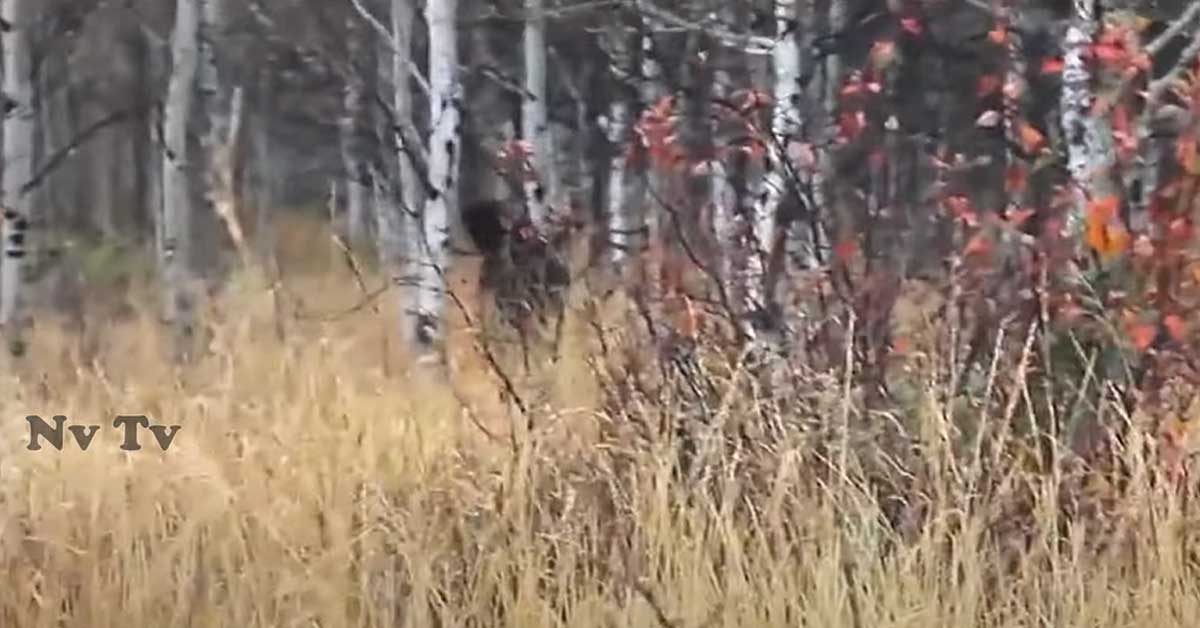 alleged bigfoot footage