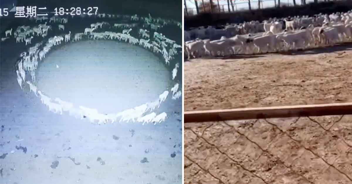 sheep walking in circles in china