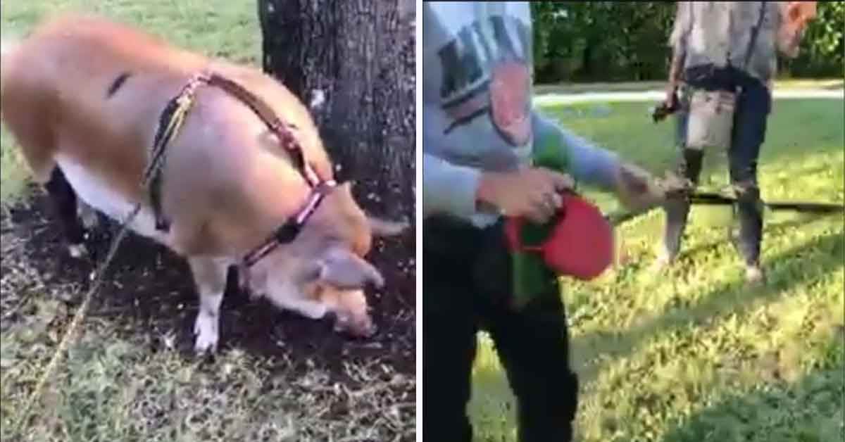 woman brings her pet pig to the park