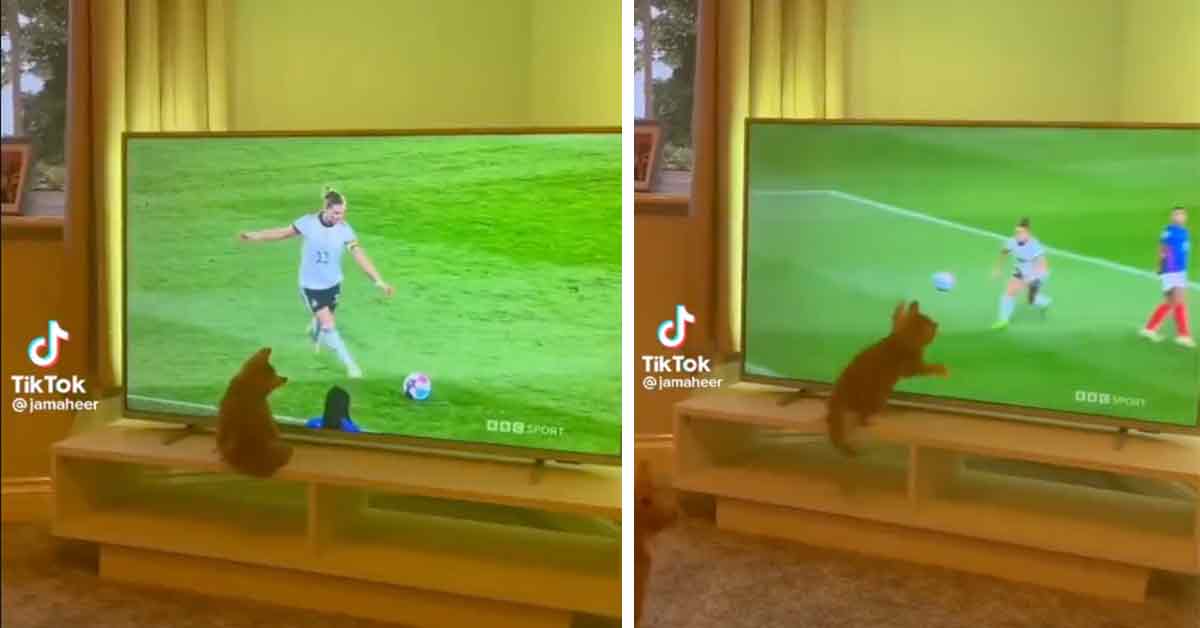 cat watching the world cup tries to play goalie