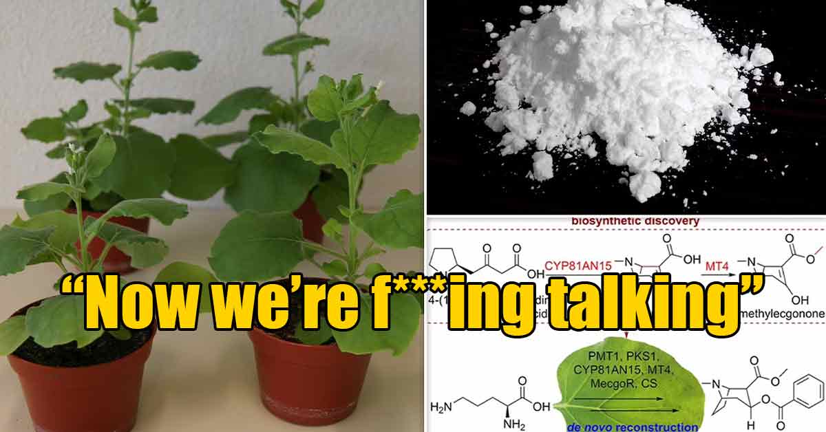 scientists make cocaine from tobacco leaves