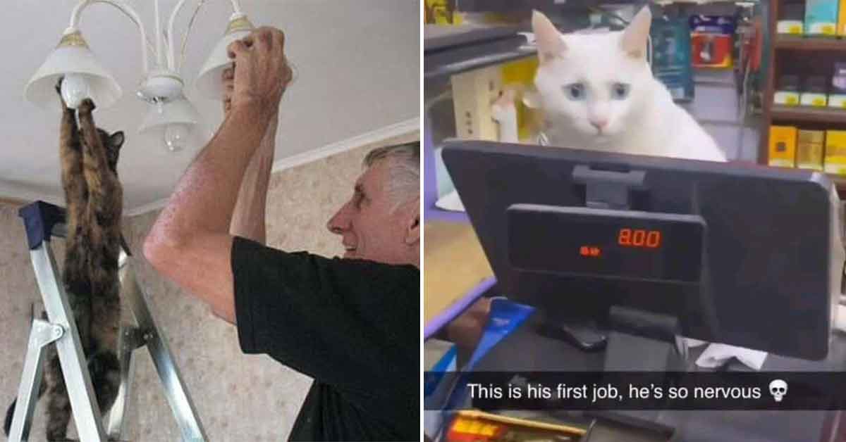 cat putting in a lightbulb - cat working the register