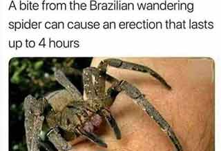 a bite from the Brazilian wandering spider can cause erections that last up to four hours