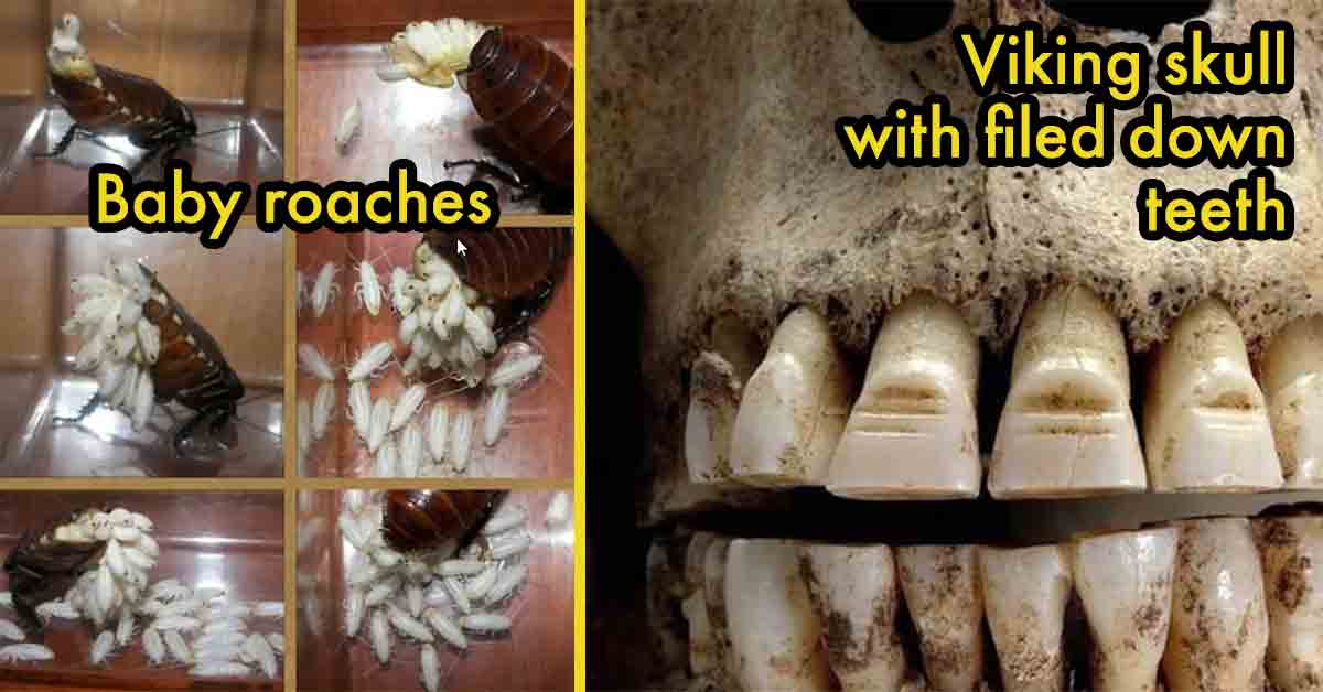 baby roaches and filed teeth skull