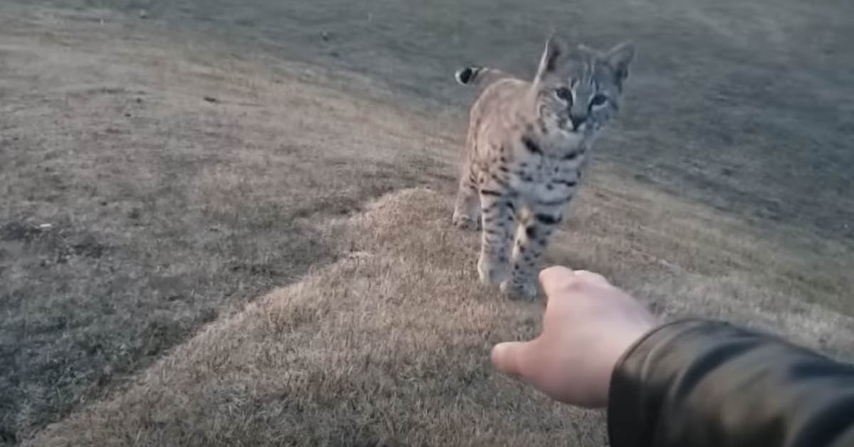 a wild lynx in a park and a mans hand