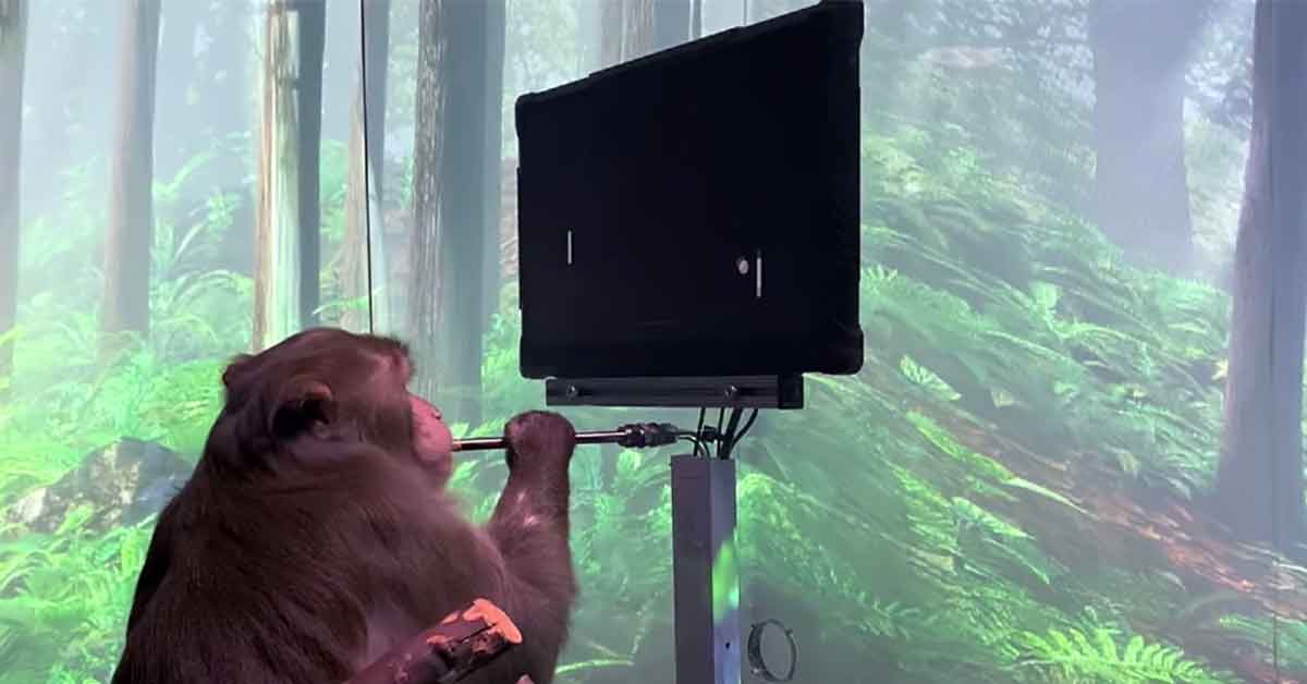 monkey using a computer with a neuralink brain chip