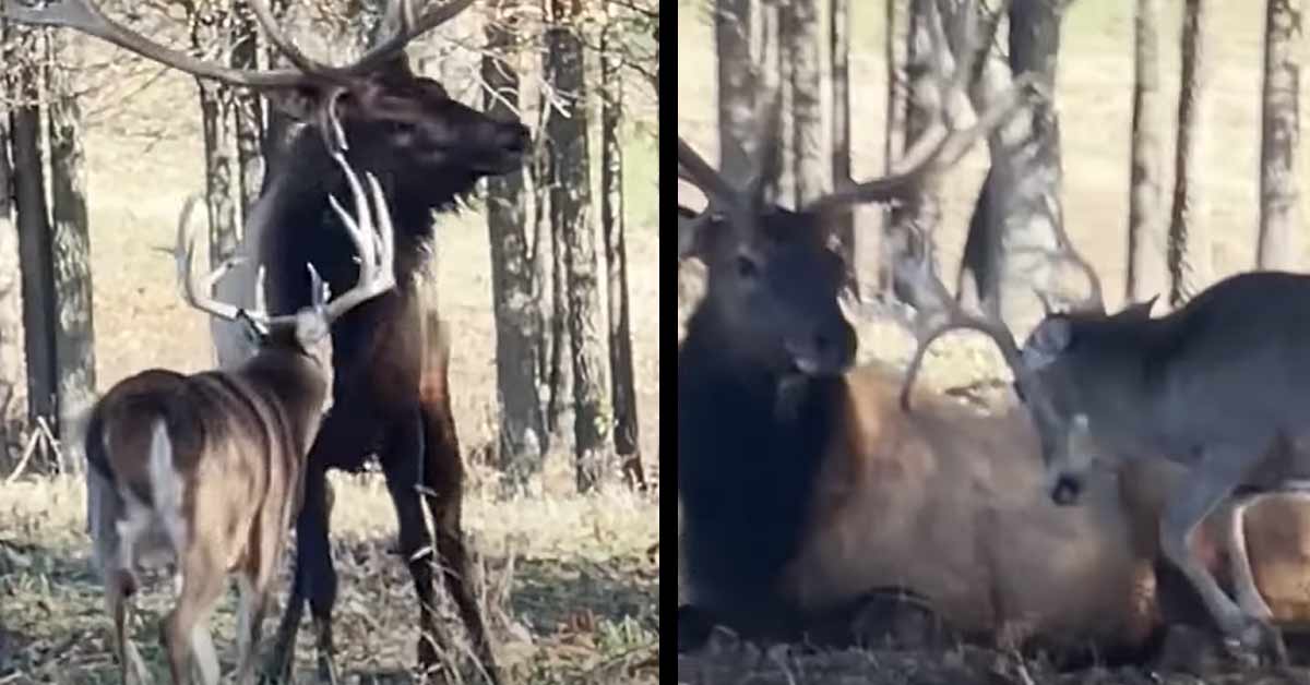 whitetail buck vs bull elk