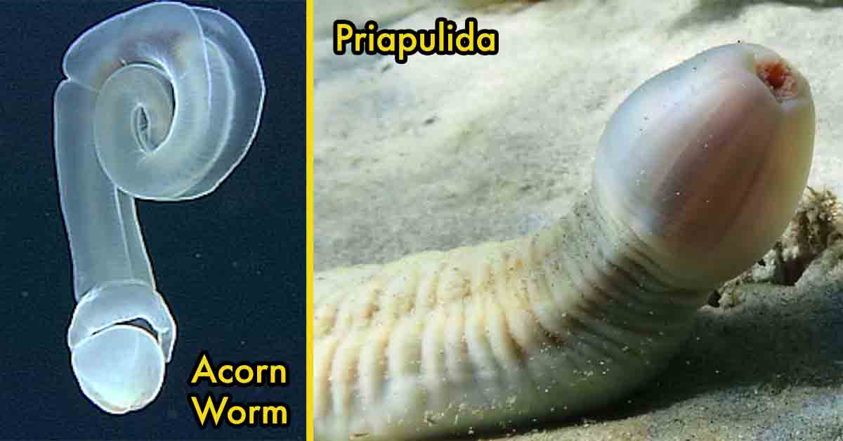 acorn worm and priapulida