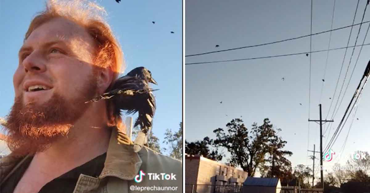 man takes his pet crow for a walk and raises an army of crows