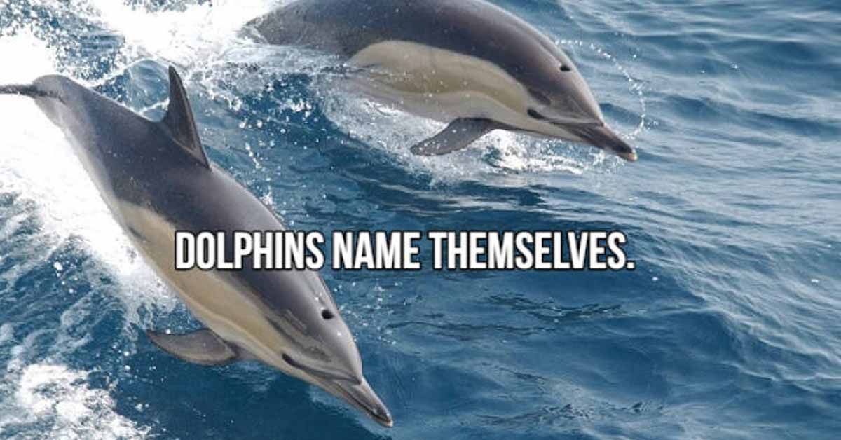 a photo of dolphins with text that says they name themselves