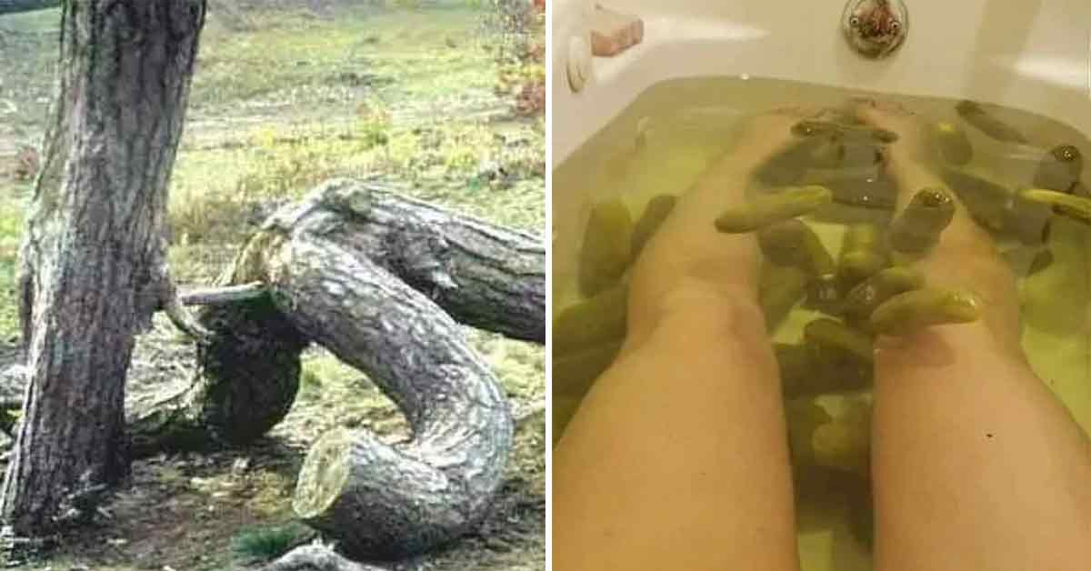 bizarre content -  two tree that look like they're having sex - person taking a pickle bath