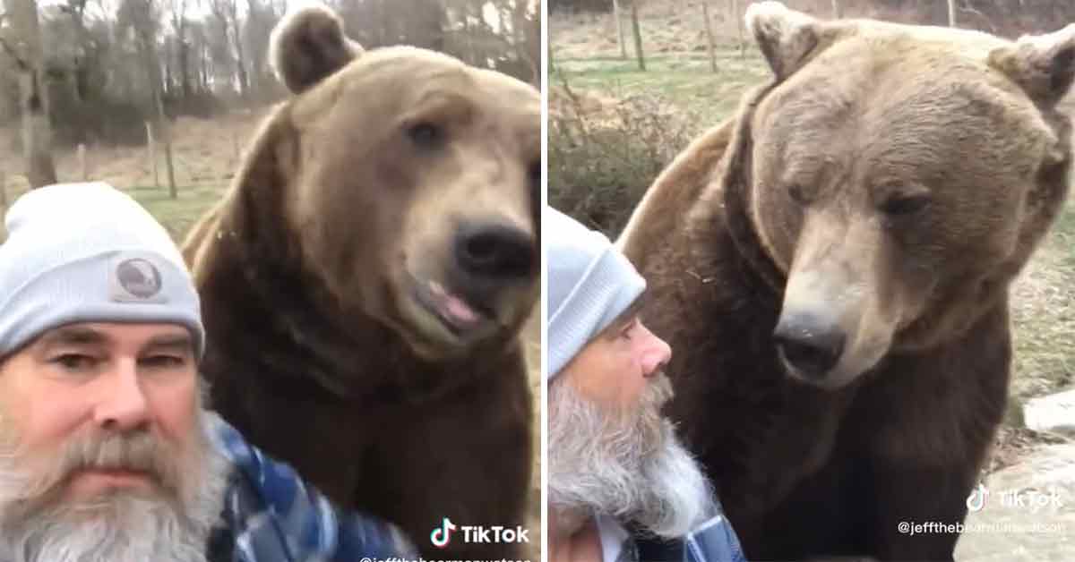 TikTok Bear Guy Jeff Watson Has Tamed Nature's Furry Beasts - Ftw ...