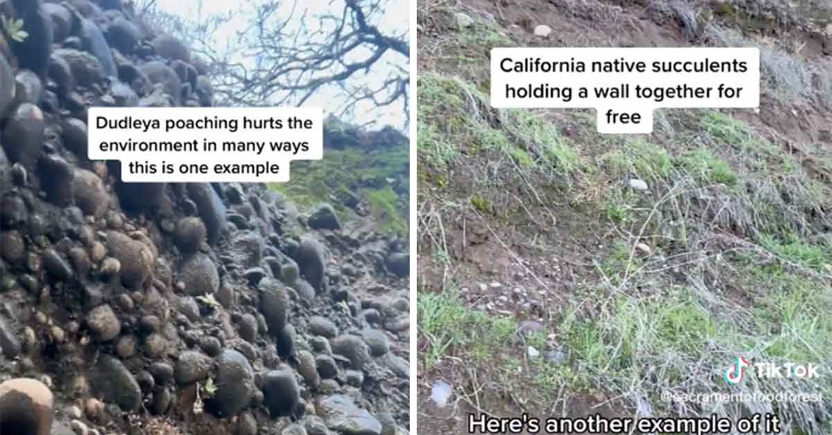 dude is a bit too excited about the California-Native Canyon Dudleya  plant