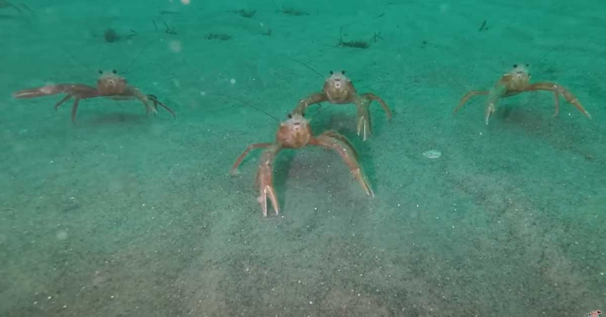 tiny tuna crabs interacting with a diver