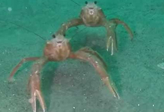 tiny tuna crabs interacting with a diver