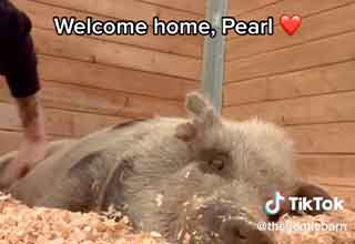 Logan Pual's pig Pearl has been  rescued by  an animal sanctuary